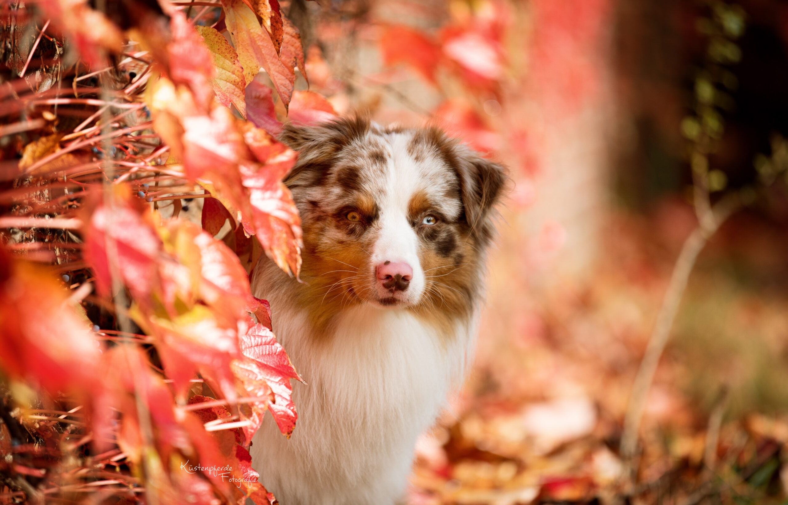 Hundefotografie Hundeliebe Hundefotos Bilder Hund Nordsee emotionale Tierfotografie Bremerhaven Cuxhaven Geestland Hunde Liebe auf vier Pfoten Hundefotos Cuxland Niedersachsen Mensch Hund Fotografie Aussie