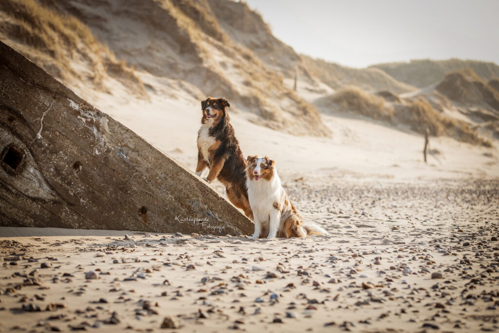 Hundefotografie Hundeliebe Hundefotos Bilder Hund Nordsee emotionale Tierfotografie Bremerhaven Cuxhaven Geestland Hunde Liebe auf vier Pfoten Hundefotos Cuxland Niedersachsen Mensch Hund Fotografie Australian Shepherd