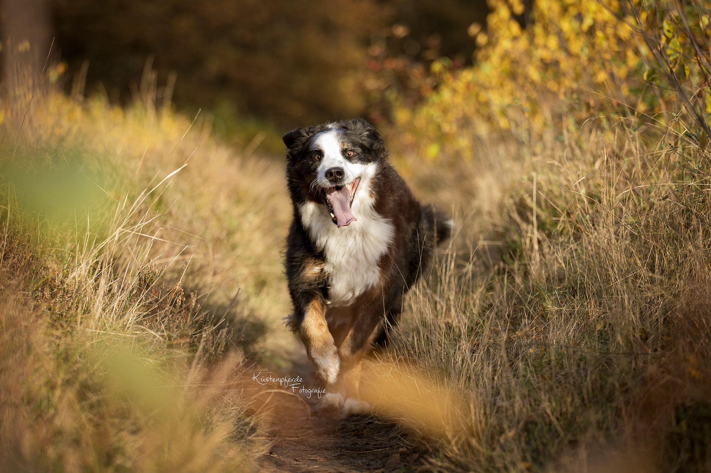 Hundefotografie Hundeliebe Hundefotos Bilder Hund Nordsee emotionale Tierfotografie Bremerhaven Cuxhaven Geestland Hunde Liebe auf vier Pfoten Hundefotos Cuxland Niedersachsen Mensch Hund Fotografie