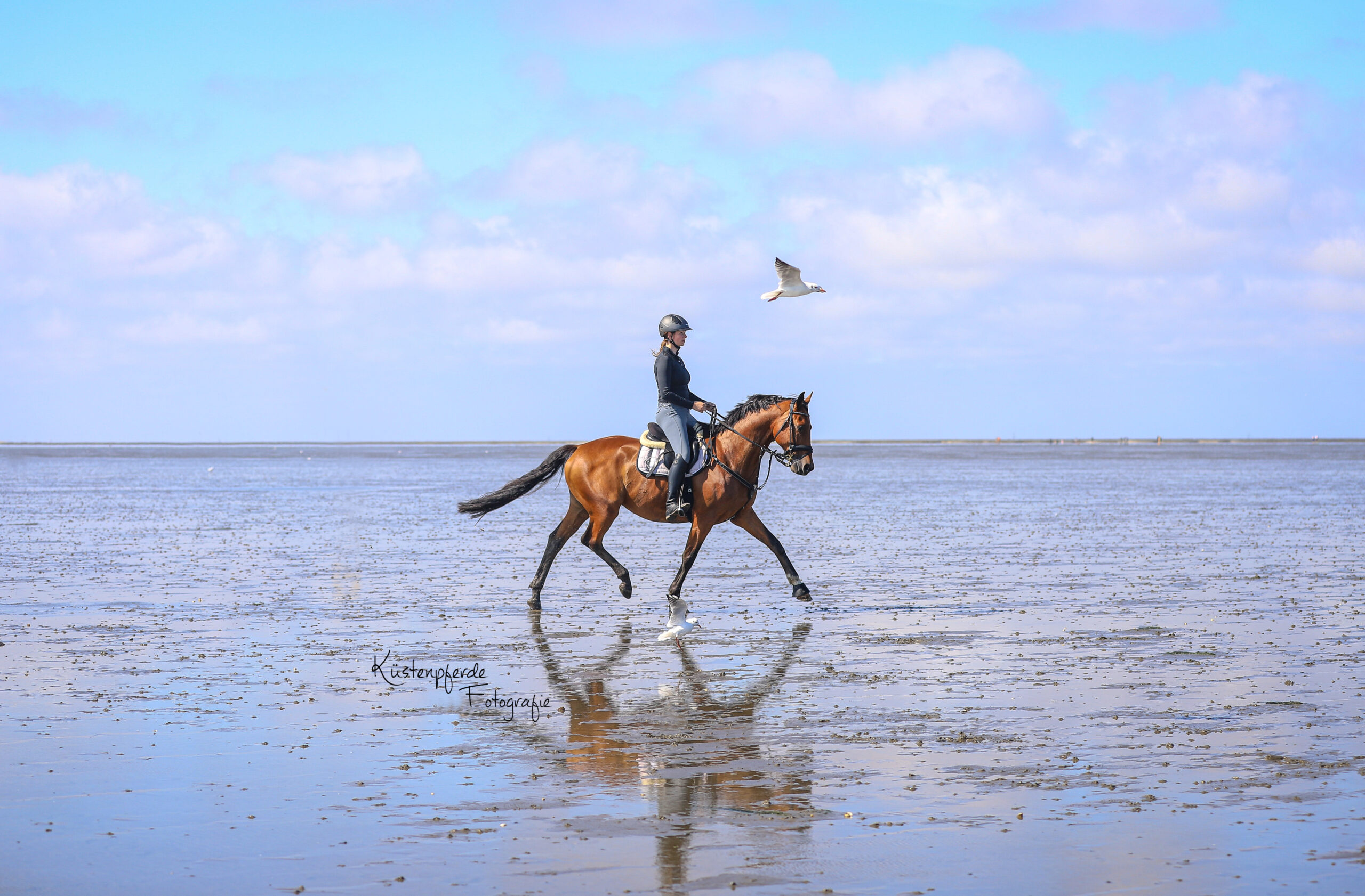 Pferdefotografie Cuxhaven Nordsee Bremerhaven Küstenpferde Fotografie Emotionale Pferdefotografie Bremen Niedersachsen Cuxland Geestland Pferde Watt Wattshooting Strandshooting North Sea Equineshooting